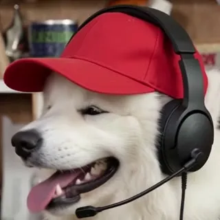 Samoyed