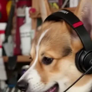 Corgi